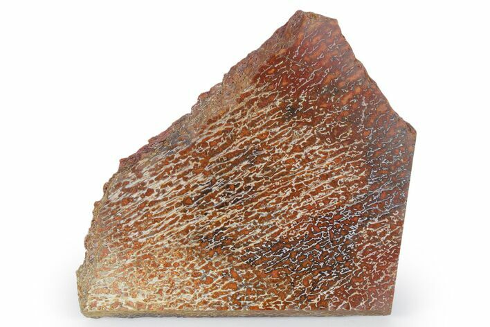 Polished Dinosaur Bone (Gembone) Slab - New Mexico #348879